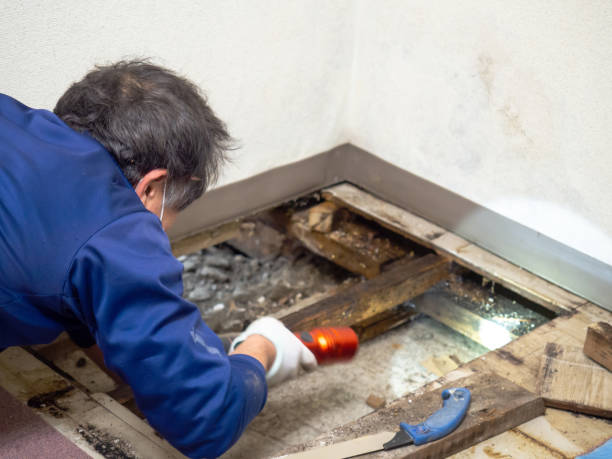 Best Office Mold Removal Services  in San Bruno, CA