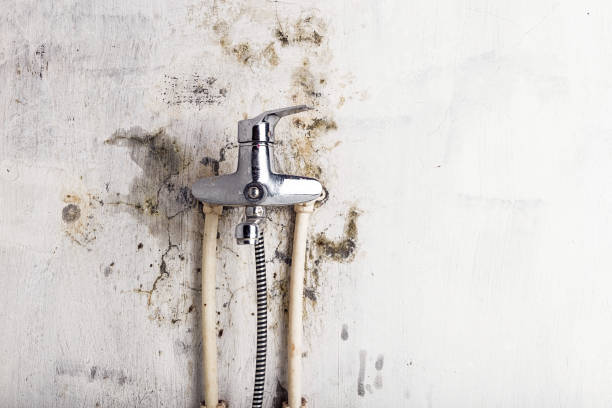 Best Mold Cleaning Services  in San Bruno, CA
