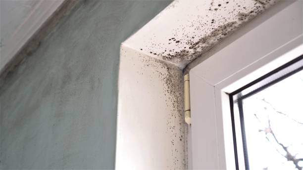 Best Mold Testing  in San Bruno, CA
