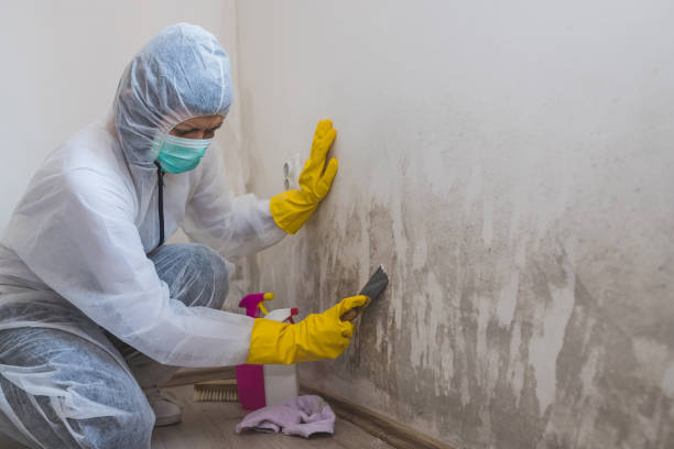 Best Best Mold Removal Companies  in San Bruno, CA