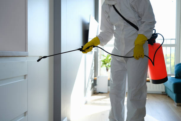 Best Same-Day Mold Removal  in San Bruno, CA
