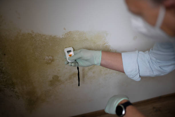 San Bruno, CA Mold Removal Company