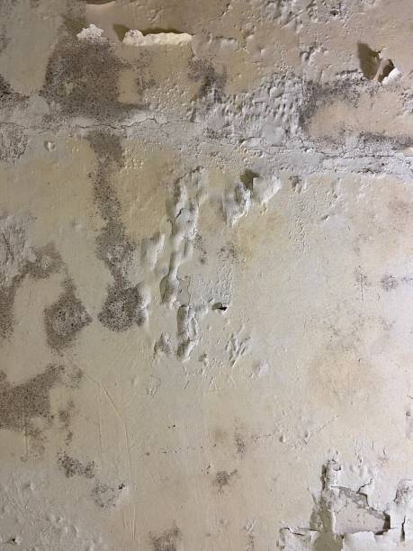 Best Professional Mold Removal  in San Bruno, CA