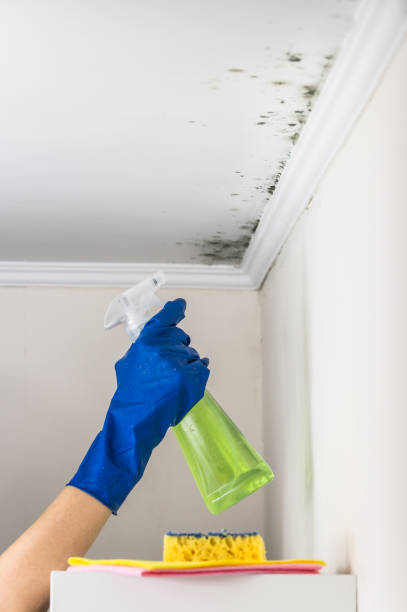 Best Mold Damage Repair  in San Bruno, CA